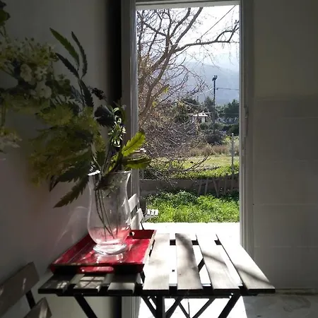 Palm Tree House By The *