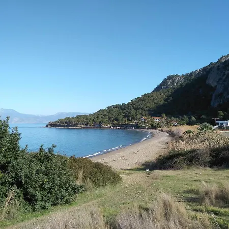 Palm Tree House By The