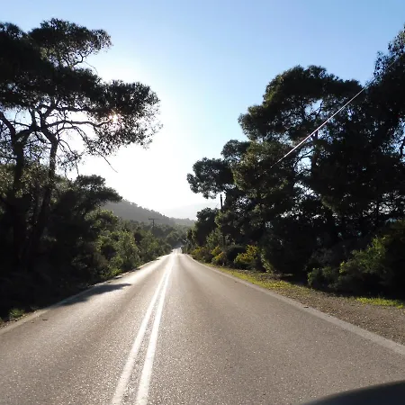 Palm Tree House By The