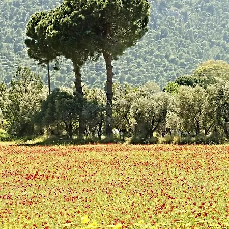 Dom wakacyjny Palm Tree House By The *