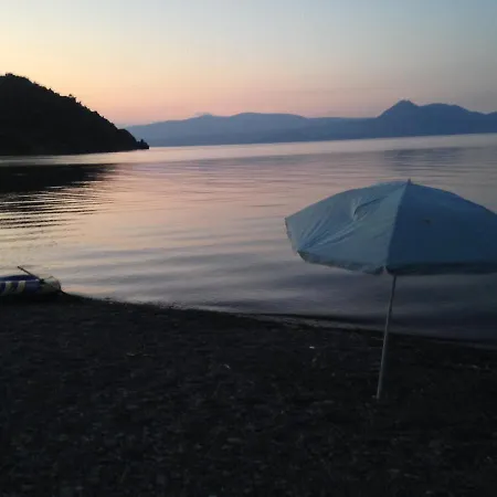 Palm Tree House By The *