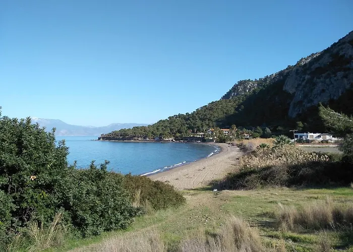 Palm Tree House By The