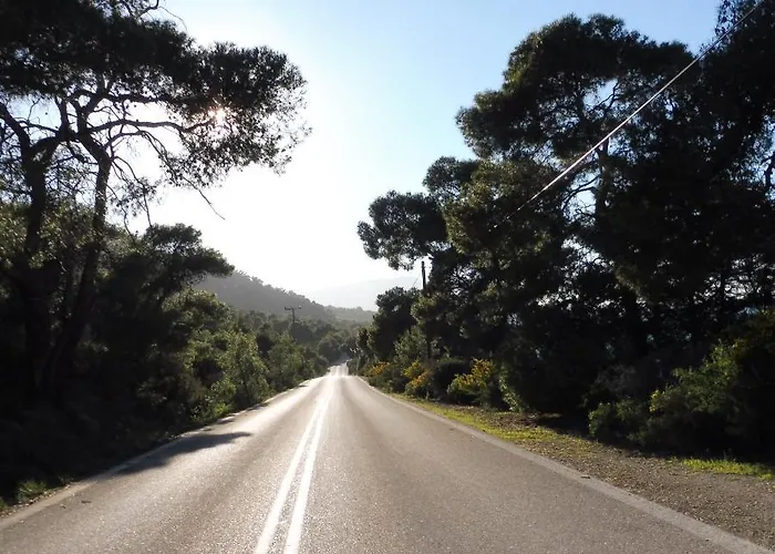 Palm Tree House By The