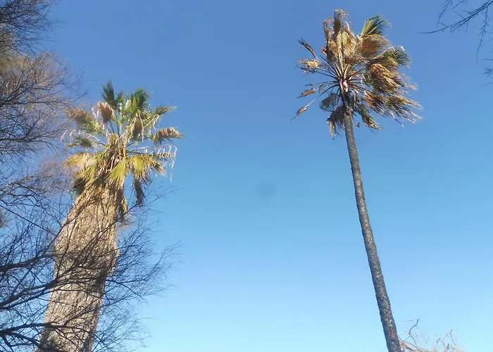 別荘 Palm Tree House By The