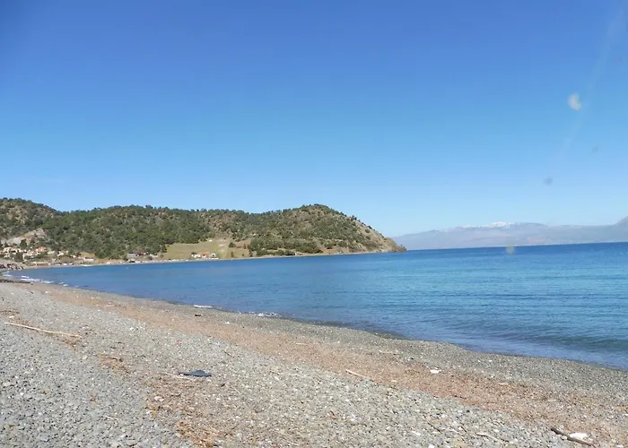 Palm Tree House By The 別荘