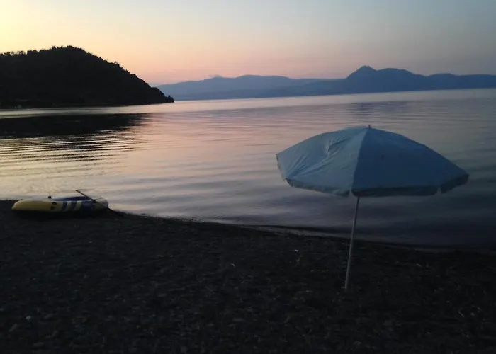 Palm Tree House By The *