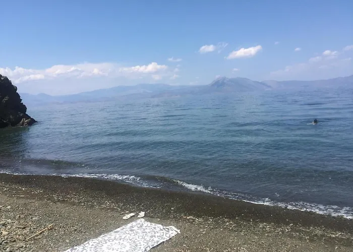 Palm Tree House By The *